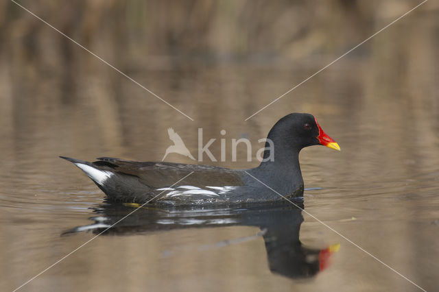 Waterhoen (Gallinula chloropus)