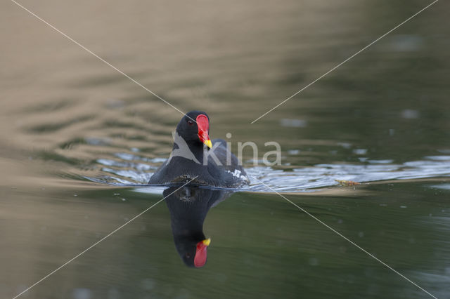 Waterhoen (Gallinula chloropus)