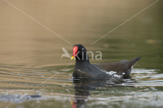 Waterhoen (Gallinula chloropus)