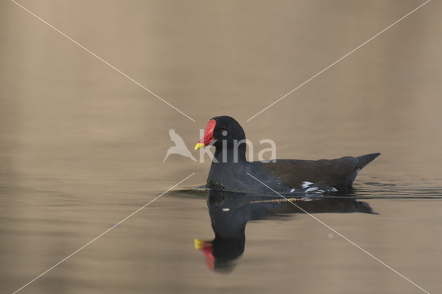 Waterhoen (Gallinula chloropus)