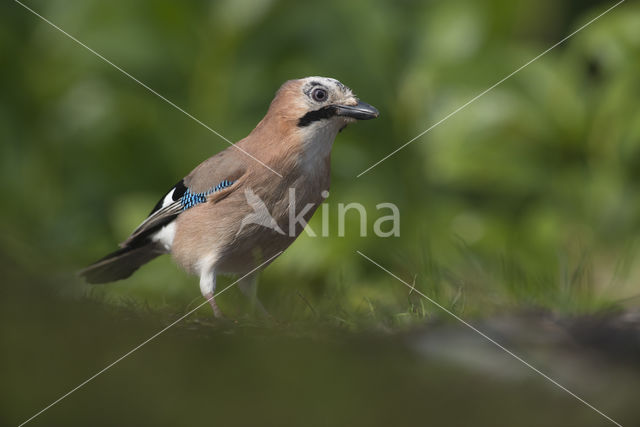 Eurasian Jay (Garrulus glandarius)