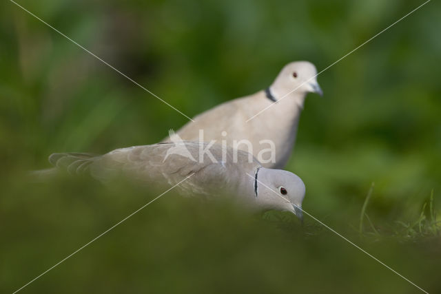 Collared Turtle Dove (Streptopelia decaocto)