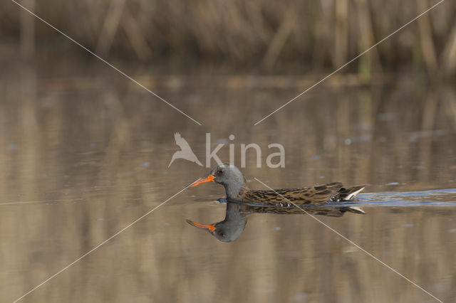 Waterrail (Rallus aquaticus)