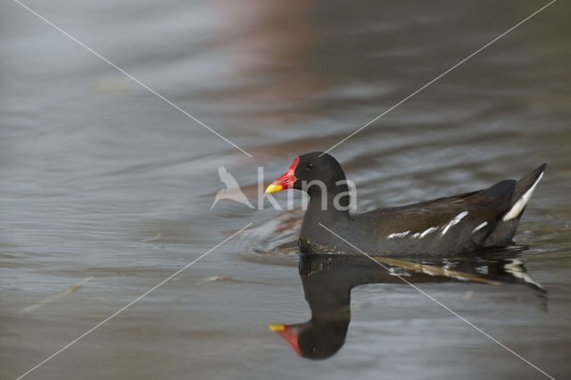 Waterhoen (Gallinula chloropus)