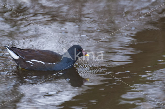 Waterhoen (Gallinula chloropus)