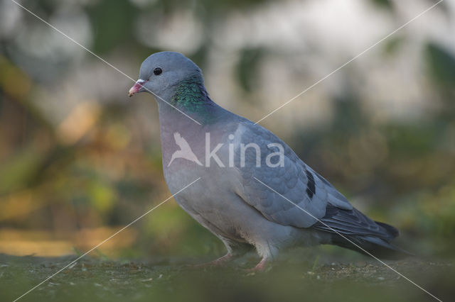 Stock Dove (Columba oenas)