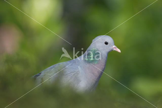 Stock Dove (Columba oenas)