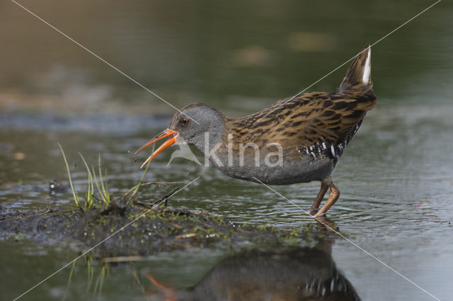 Waterrail (Rallus aquaticus)