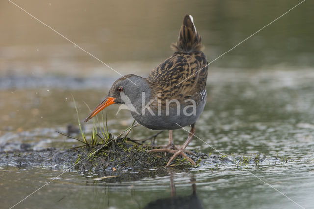 Waterrail (Rallus aquaticus)