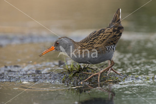 Waterrail (Rallus aquaticus)