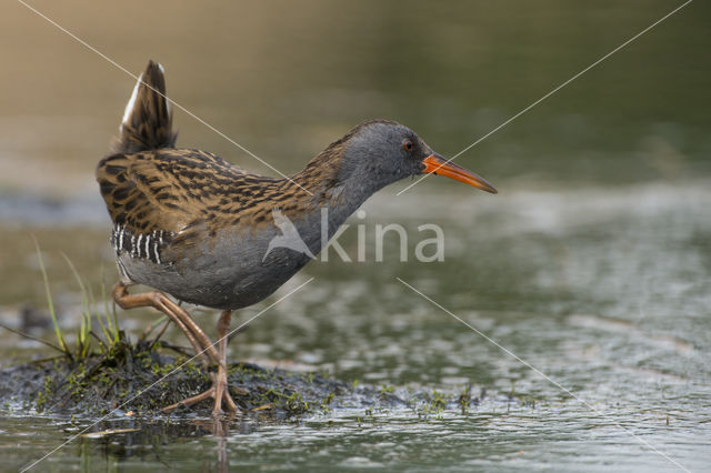 Waterrail (Rallus aquaticus)