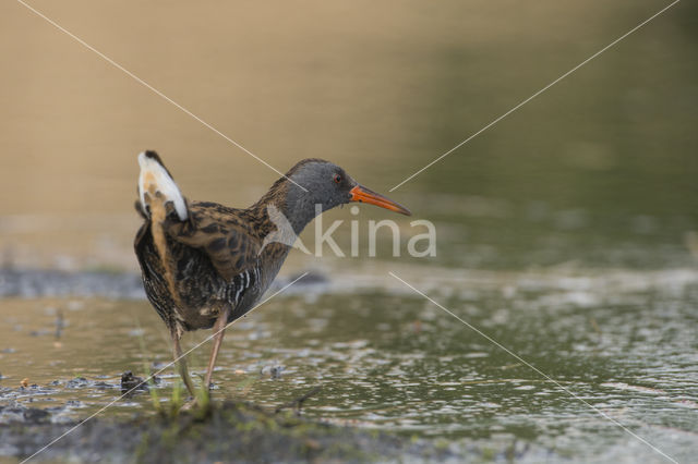 Waterrail (Rallus aquaticus)