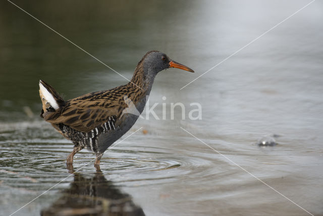 Waterral (Rallus aquaticus)