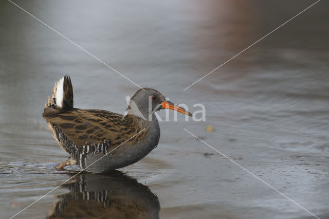 Waterrail (Rallus aquaticus)