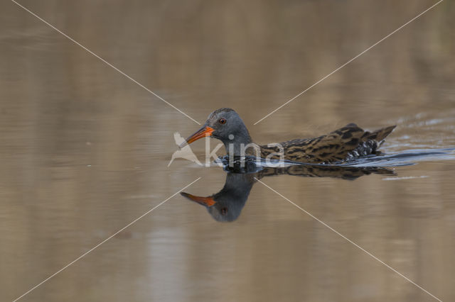 Waterrail (Rallus aquaticus)