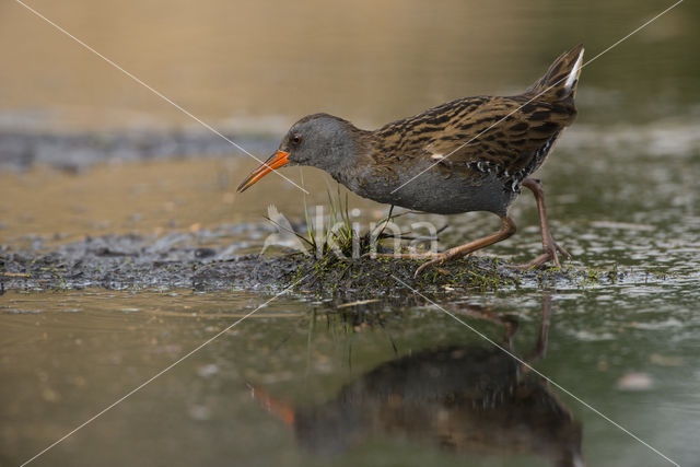 Waterrail (Rallus aquaticus)