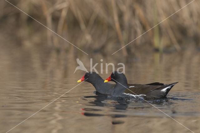 Waterhoen (Gallinula chloropus)