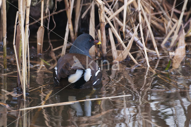 Waterhoen (Gallinula chloropus)