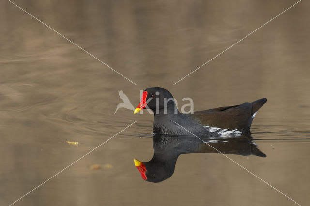 Waterhoen (Gallinula chloropus)