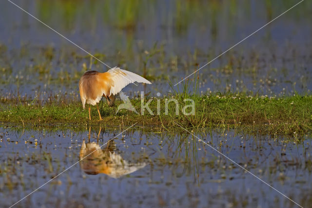 Squacco Heron (Ardeola ralloides)