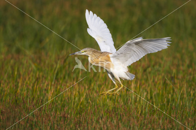 Squacco Heron (Ardeola ralloides)