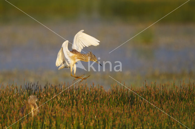 Squacco Heron (Ardeola ralloides)