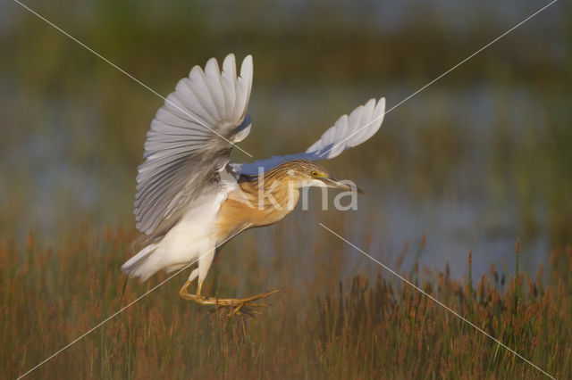 Squacco Heron (Ardeola ralloides)