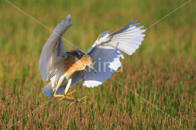 Squacco Heron (Ardeola ralloides)