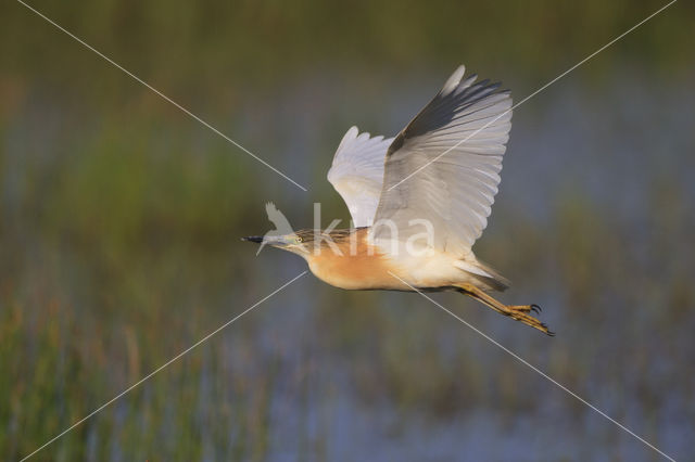 Squacco Heron (Ardeola ralloides)