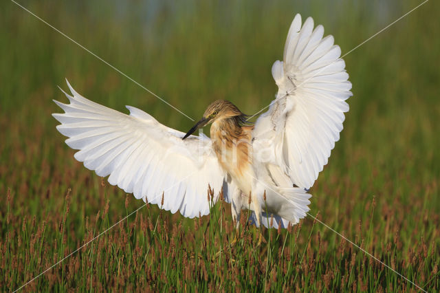 Squacco Heron (Ardeola ralloides)