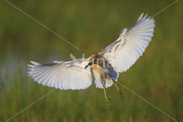 Squacco Heron (Ardeola ralloides)