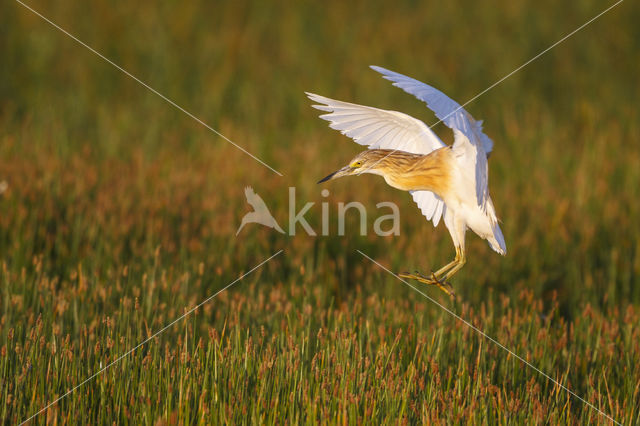 Squacco Heron (Ardeola ralloides)