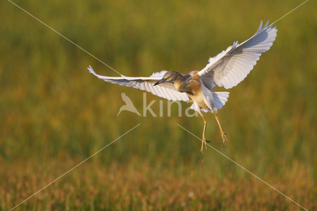 Squacco Heron (Ardeola ralloides)