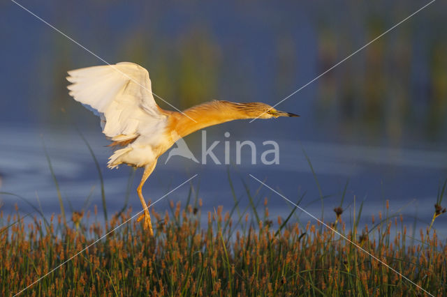 Squacco Heron (Ardeola ralloides)