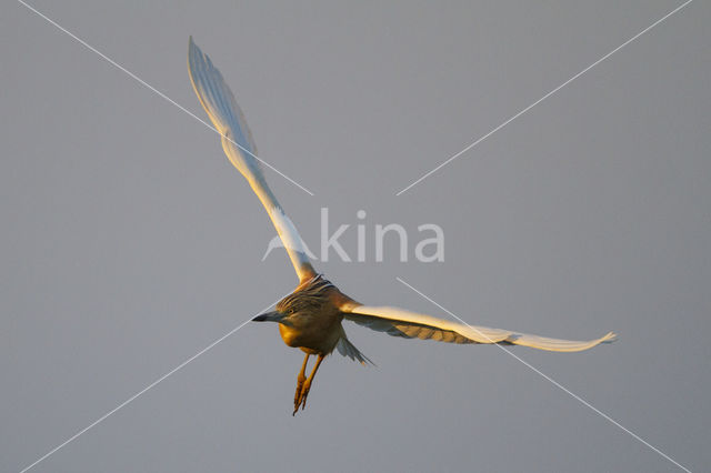 Squacco Heron (Ardeola ralloides)