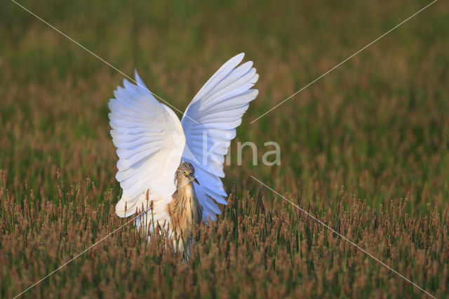 Squacco Heron (Ardeola ralloides)