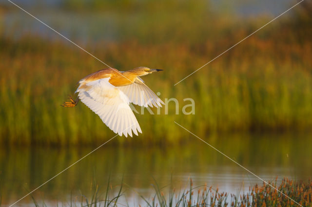 Squacco Heron (Ardeola ralloides)