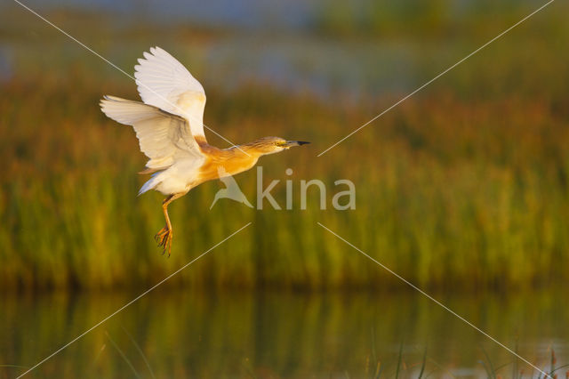 Squacco Heron (Ardeola ralloides)