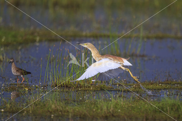 Squacco Heron (Ardeola ralloides)