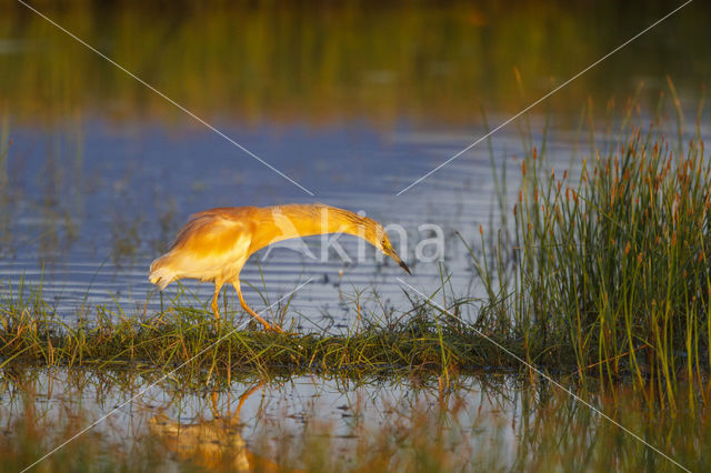 Squacco Heron (Ardeola ralloides)