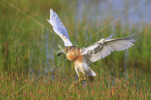 Squacco Heron (Ardeola ralloides)