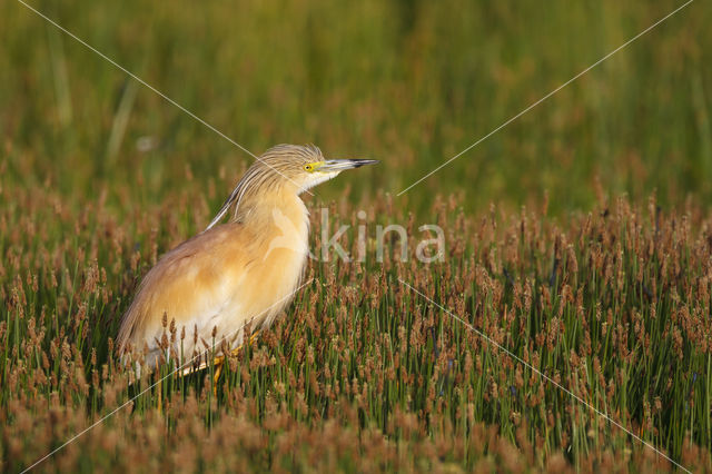 Squacco Heron (Ardeola ralloides)