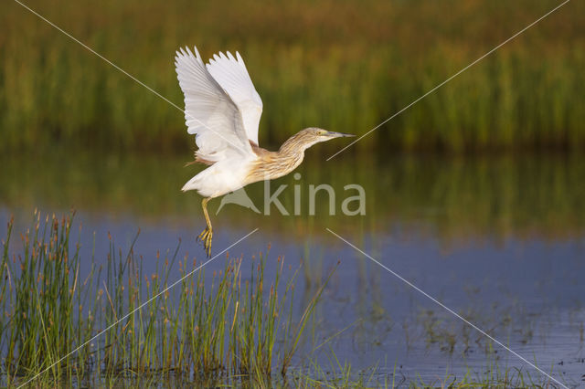 Squacco Heron (Ardeola ralloides)