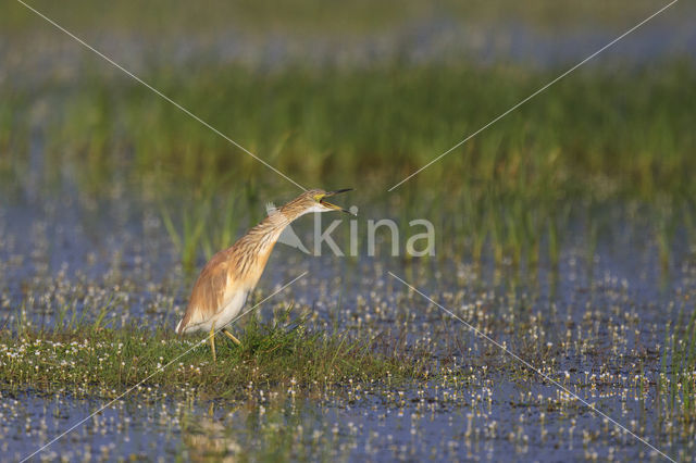 Ralreiger (Ardeola ralloides)