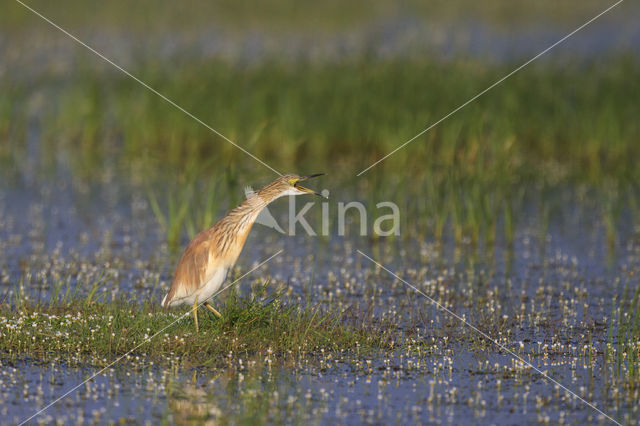 Squacco Heron (Ardeola ralloides)