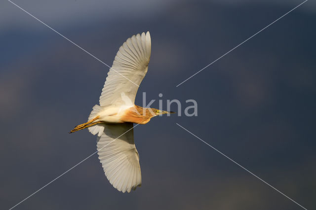 Squacco Heron (Ardeola ralloides)