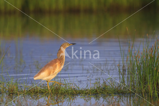 Squacco Heron (Ardeola ralloides)