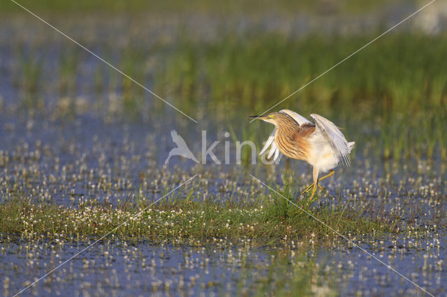 Squacco Heron (Ardeola ralloides)