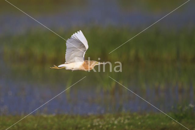 Squacco Heron (Ardeola ralloides)