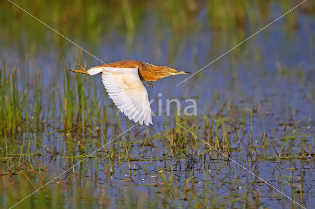 Squacco Heron (Ardeola ralloides)